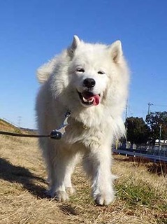 dote_i2002191.jpg