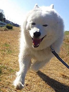 dote_i2002192.jpg