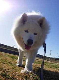 dote_i2002193.jpg
