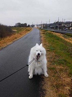 dote_i2003022.jpg