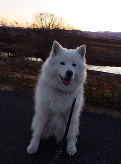 dote_i_1801023.jpg