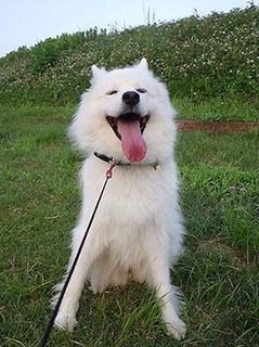 dote_i_1807224.jpg