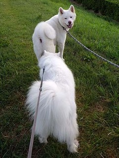 dote_i_1807233.jpg