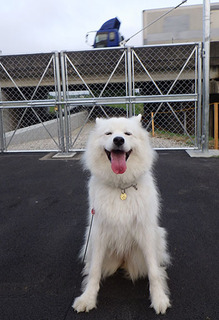 dote_i_1807244.jpg