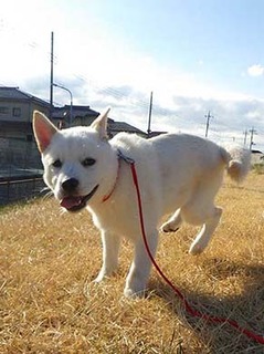 dote_ig2002041.jpg