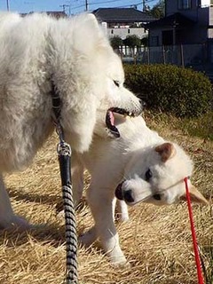 dote_ig2002042.jpg
