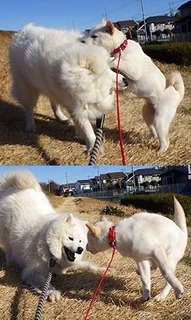 dote_ig2002044.jpg