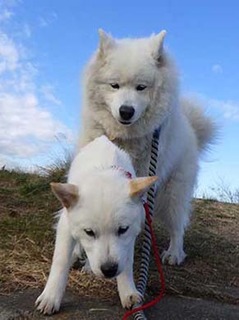 dote_ig2002131.jpg