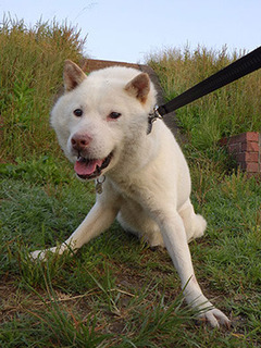 dote_k1707093.jpg