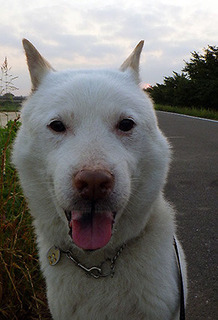 dote_k1707101.jpg