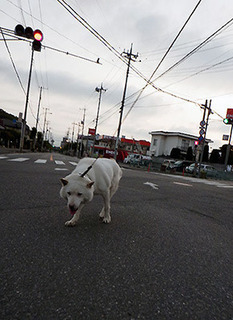 dote_k1707111.jpg