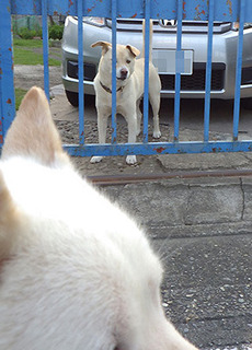 dote_k1707113.jpg