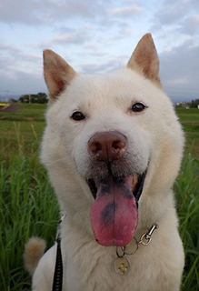dote_k1707114.jpg