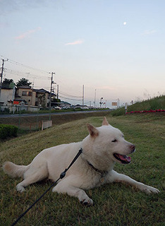 dote_k1707121.jpg