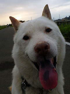 dote_k1707132.jpg