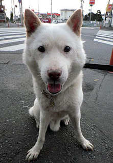 dote_k1707191.jpg