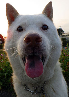 dote_k1707192.jpg