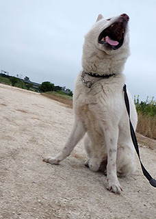 dote_k1707201.jpg