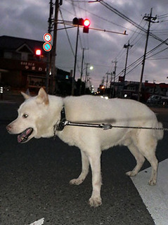 dote_k1707211.jpg