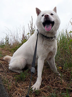 dote_k1707213.jpg