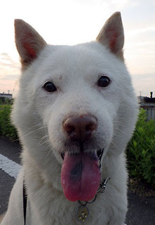 dote_k1707221.jpg