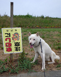 dote_k1707231.jpg