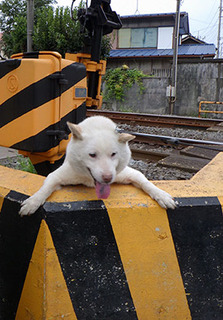 dote_k1707233.jpg