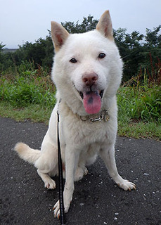 dote_k1708012.jpg