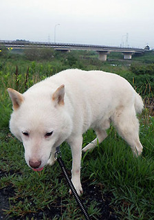dote_k1708071.jpg