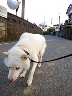 dote_k1708075.jpg