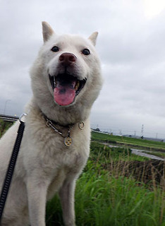 dote_k1708081.jpg