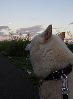 dote_k1708091.jpg