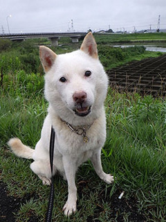 dote_k1708111.jpg