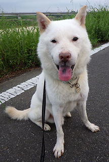dote_k1708131.jpg
