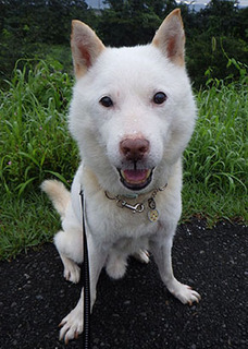 dote_k1708201.jpg
