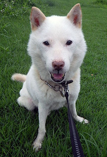 dote_k1708213.jpg