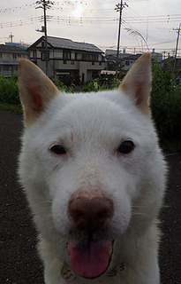 dote_k1708225.jpg