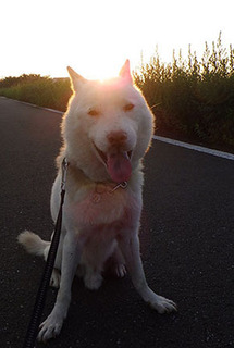 dote_k1708232.jpg
