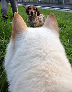 dote_k1708243.jpg