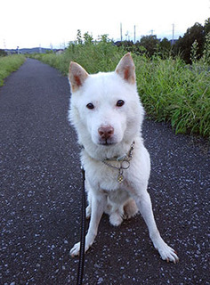 dote_k1709011.jpg