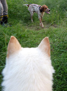 dote_k1709051.jpg