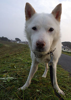 dote_k1709071.jpg