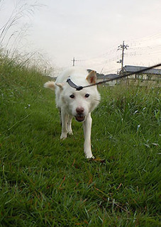 dote_k1709083.jpg