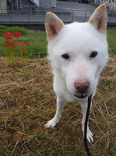 dote_k1709111.jpg