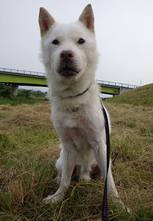 dote_k1709112.jpg