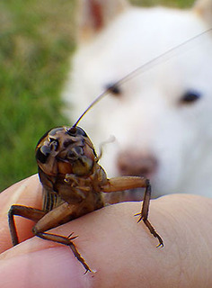 dote_k1709114.jpg