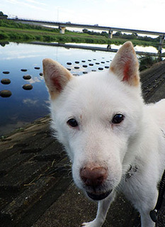dote_k1709133.jpg