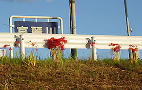 dote_k1709135.jpg