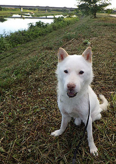 dote_k1709136.jpg