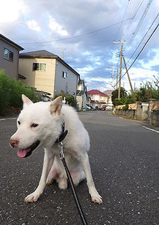 dote_k1709137.jpg